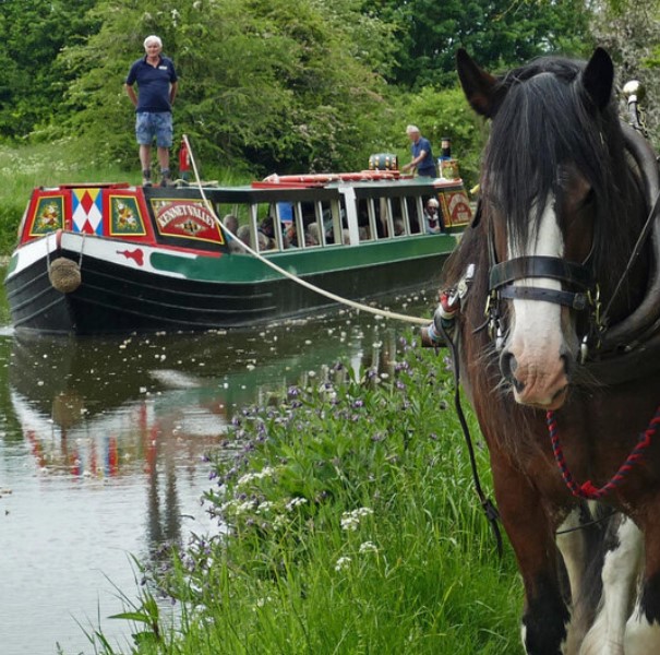 Shire Horse Lunch Cruise Shire horse on Kennet Canal
